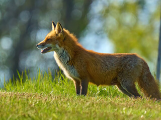 Red fox on the grass