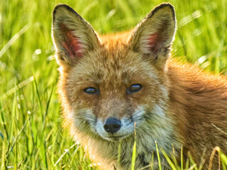 Red fox on the grass close-up view