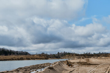 Traveling with thoroughbred dog in nature. Lake and sand dunes with forest at back. Beautiful black and red German Shepherd walks along sandy bank of river.