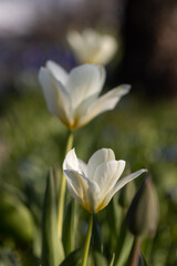 Lovely white tulip with detail in the garden. Spring flower tulipa on close up photo.