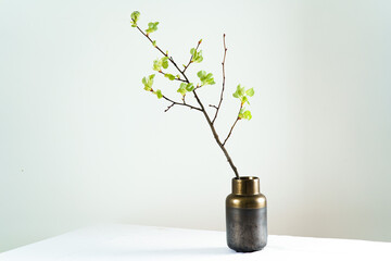 Branch with young leaves in a glass dark vase