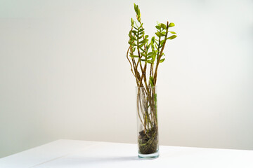 Branch with young leaves in a glass vase