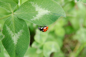 ladybug