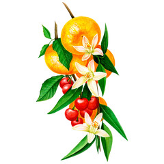 Tangerine and cherry branches with green leaves and flowers on an isolated white background. Watercolor illustration, botany.