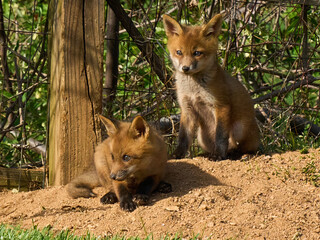 Fox cubs little foxes 