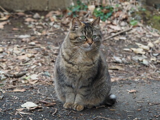 Obraz premium 猫