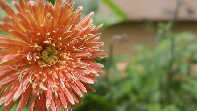 Transvaal daisy swaying in the garden