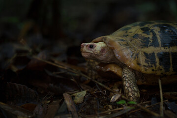 tortoise finding food 