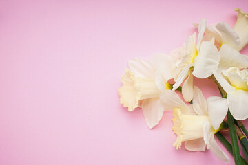 Yellow daffodil flowers on a pink background, place for text. Top view.