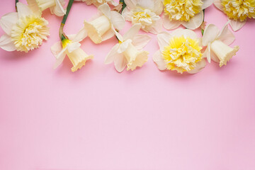 Yellow daffodil flowers on a pink background, place for text. Top view.
