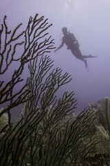scuba diver with coral in the ocean 