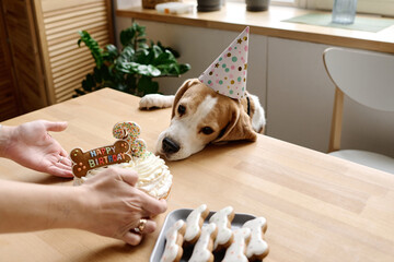 Image of cute dog in hat treating with birthday cake at table for its birthday making by owner