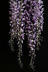 blooming purple wisteria isolated against a black background