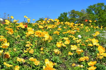 Paris, France. Poppy blooming in a flower park in Paris. April 17, 2022.