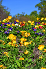 Paris, France. Poppy blooming in a flower park in Paris. April 17, 2022.