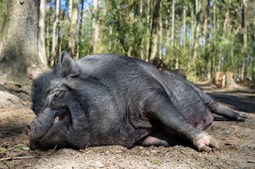 Charming, contented wild boar sleeps on the ground in the warm spring sun, against the backdrop of trees, in a zoo. 