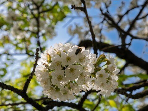 tree blossom