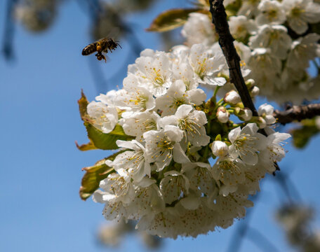 bee on a branch of cherry tree