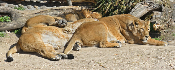 Sleeping kingdom. Lion pride (Panthera Leo Persica) sleeps and sees sweet dreams