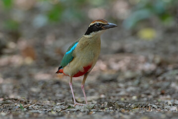 colorful birds in nature fairy pitta  (Pitta nympha)