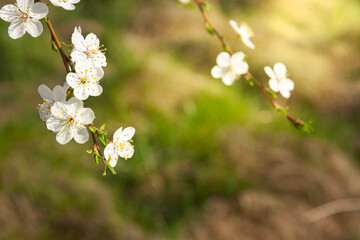 Wiosenne kwiaty i drzewa