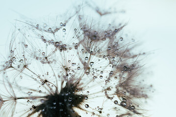 Macro nature. Beautiful dew drops on dandelion seed macro. Beautiful soft sunset background. Water drops on parachutes dandelion. Copy space. soft focus on water droplets. abstract background