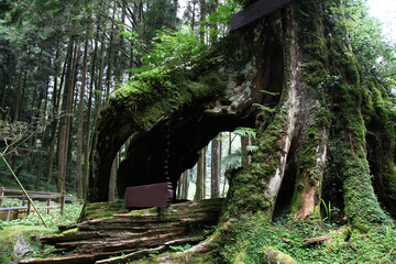 Old Big tree at Alishan national park area in Taiwan.