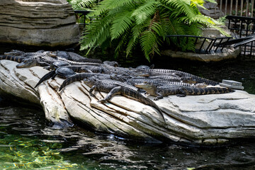 Alligator convention