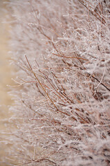 Shrub covered with white fluffy hoarfrost. Cooling. the onset of autumn and winter frosts