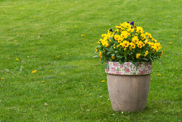Fototapeta na wymiar Pansies in flower pot on grass in spring garden