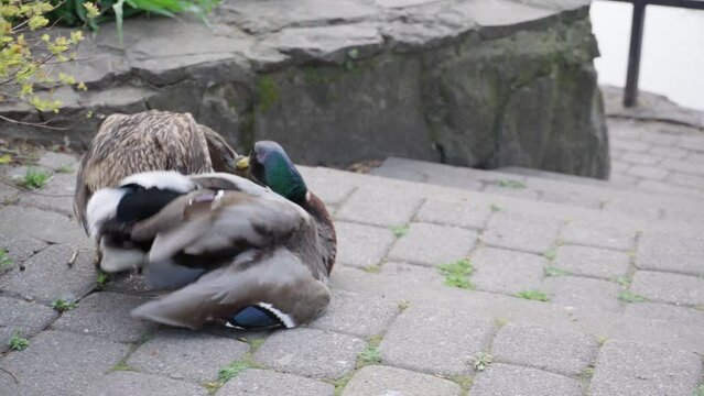 Pair of Mallard Ducks Mating in the city park. Mallard ducks near pond. Spring mating.