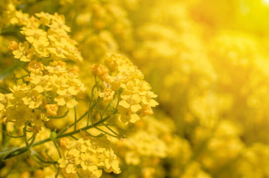 Yellow alissum flowers. Beautiful spring floral background of alyssum flowers