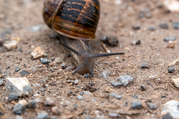 closeup of a garden snail (Cornu aspersum) travelling (slowly) across open mud and stone ground