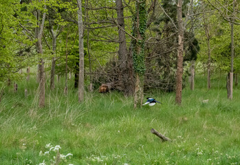 a magpie (Pica pica) flying low over grass into woodland