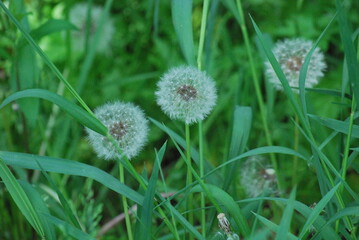 dandelion in the grass