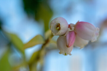 Fiore di Mirtillo - Pianta di mirtillo in fiore