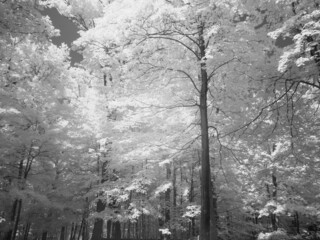 Infra red rendering of trees in the forest 