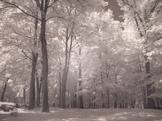 Infra red rendering of lawn and trees in the backyard in sepia