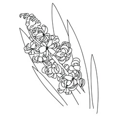 Flower vector illustration. Hand drawn outline doodle hyacinth