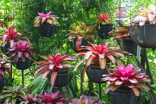 Multicolored bromeliad, colorful bromeliad leaves, Tropical plants in green house for garden decoration. Colorful Neoregelia plant for home decoration. Beautiful Neoregelia bromeliad plants in park.