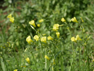 Small yellow annual flowers on a background of green grass on a sunny spring day. Beautiful fragrant buds and flowers of oxalis under the open sky.