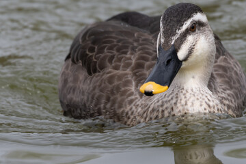 水辺を楽しそうに泳ぐ鴨
