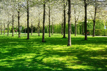 Blühende Bäume in einem Park in Rheda-Wiedenbrück
