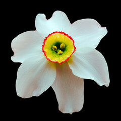 Jonquil flower isolated on black background. Beautiful white flower for banners, logos, posters.