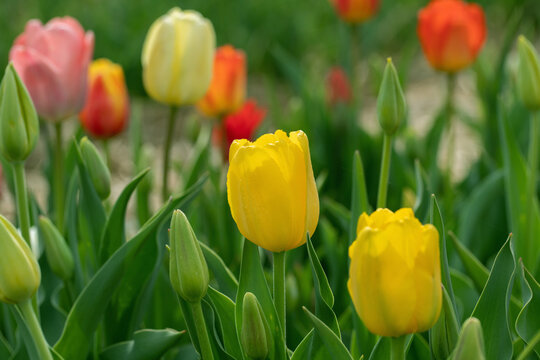 Yellow tulips in a cutting garden.