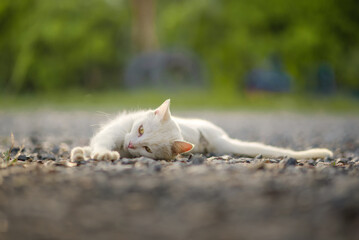 Naklejka na ściany i meble A white cat is sunbathing on the green grass with a beautiful orange glow.