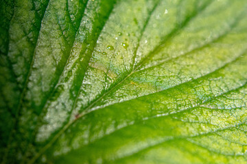Foglia verde con goccioline di rugiada - green leaf with water drops