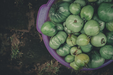 Green tomatoes in a basin. Harvest fresh tomatoes from the garden. Natural vegetables in a basin for harvesting from beds and greenhouses. Selective focus