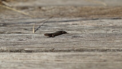 Mooreidechse (Zootoca vivipara) auf Bohlenweg am Ewigen Meer.