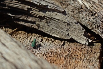 Feldsandläufer (Cicindela campestris) auf dem Bohlenweg am Ewigen Meer